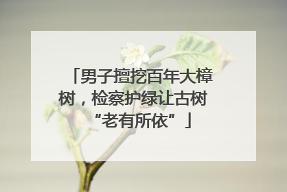 男子擅挖百年大樟树，检察护绿让古树“老有所依”