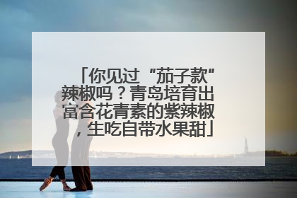 你见过“茄子款”辣椒吗？青岛培育出富含花青素的紫辣椒，生吃自带水果甜