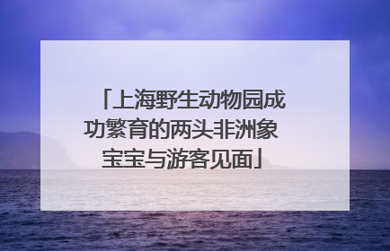 上海野生动物园成功繁育的两头非洲象宝宝与游客见面