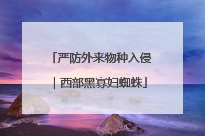 严防外来物种入侵｜西部黑寡妇蜘蛛