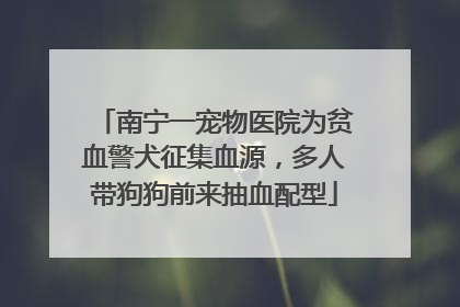 南宁一宠物医院为贫血警犬征集血源，多人带狗狗前来抽血配型