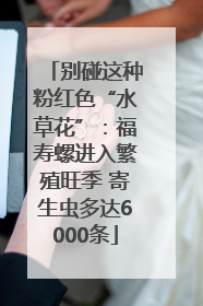 别碰这种粉红色“水草花”：福寿螺进入繁殖旺季 寄生虫多达6000条