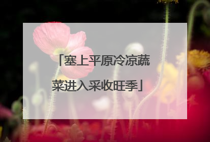 塞上平原冷凉蔬菜进入采收旺季