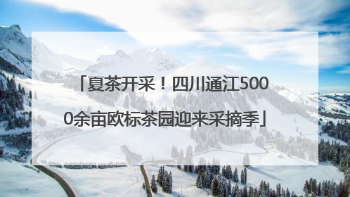 夏茶开采！四川通江5000余亩欧标茶园迎来采摘季