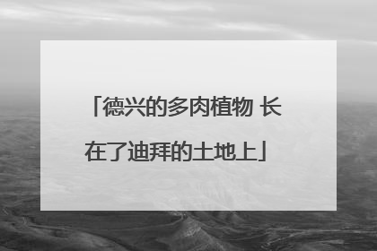 德兴的多肉植物 长在了迪拜的土地上