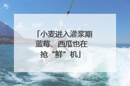 小麦进入灌浆期 蓝莓、西瓜也在抢“鲜”机