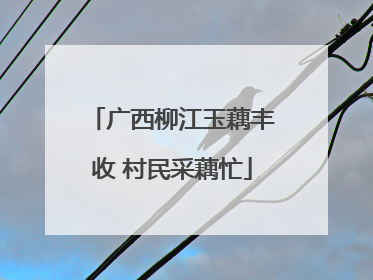 广西柳江玉藕丰收 村民采藕忙