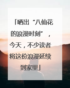 晒出“八仙花的浪漫时刻”，今天，不少读者将这份浪漫延续到家里