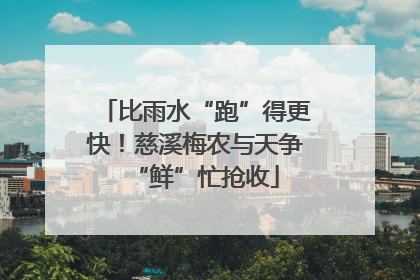 比雨水“跑”得更快！慈溪梅农与天争“鲜”忙抢收