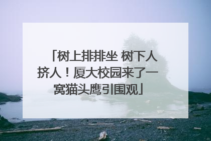 树上排排坐 树下人挤人！厦大校园来了一窝猫头鹰引围观
