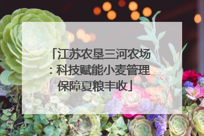 江苏农垦三河农场：科技赋能小麦管理保障夏粮丰收