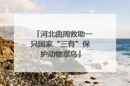 河北曲周救助一只国家“三有”保护动物翠鸟