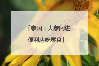 泰国：大象闯进便利店吃零食