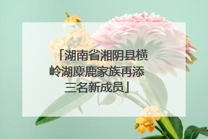 湖南省湘阴县横岭湖麋鹿家族再添三名新成员