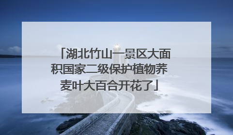湖北竹山一景区大面积国家二级保护植物荞麦叶大百合开花了