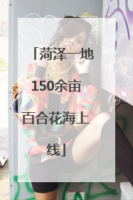 菏泽一地150余亩百合花海上线
