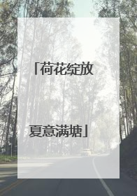 荷花绽放 夏意满塘