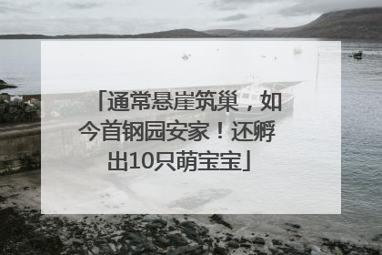 通常悬崖筑巢，如今首钢园安家！还孵出10只萌宝宝