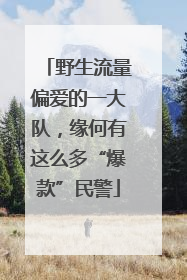 野生流量偏爱的一大队，缘何有这么多“爆款”民警