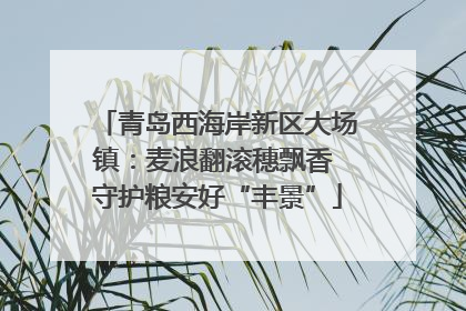 青岛西海岸新区大场镇：麦浪翻滚穗飘香 守护粮安好“丰景”