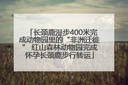 长颈鹿漫步400米完成动物园里的“非洲迁徙” 红山森林动物园完成怀孕长颈鹿步行转运