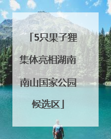 5只果子狸集体亮相湖南南山国家公园候选区